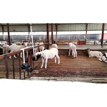 Manufacture good quality livestock sheep valve water  bowl